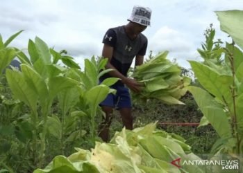 Petani di lereng Gunung Sinabung kembangkan tembakau berkualitas